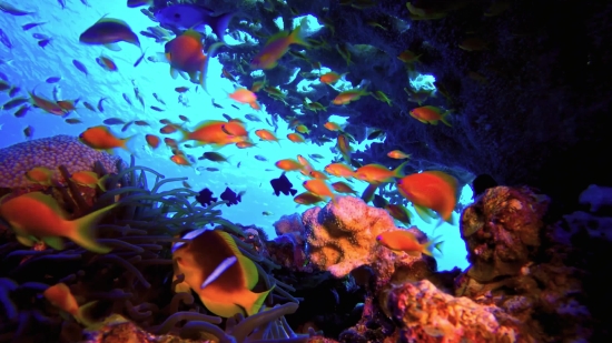 Free Short Video Footage, Anemone Fish, Reef, Sea, Underwater, Coral