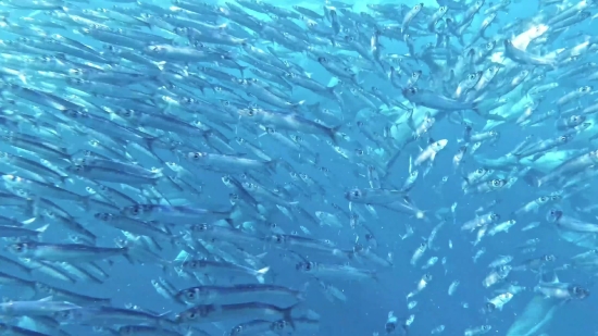 Free Sky Background Video, Seawater, Water, Sea, Reef, Fish