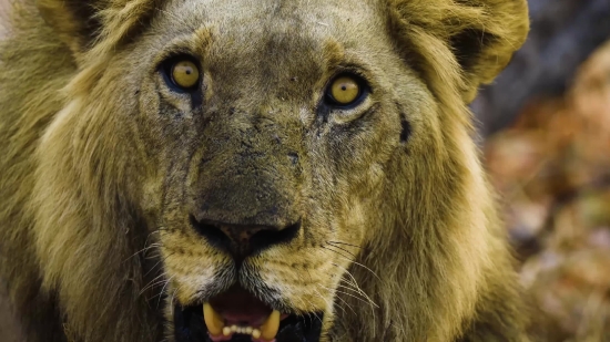 Free Static Video Loop, Lion, Predator, Feline, Big Cat, Cat