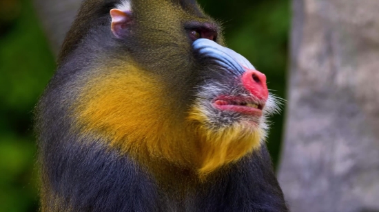 Free Stock Cartoon Videos, Baboon, Monkey, Primate, Wildlife, Wild