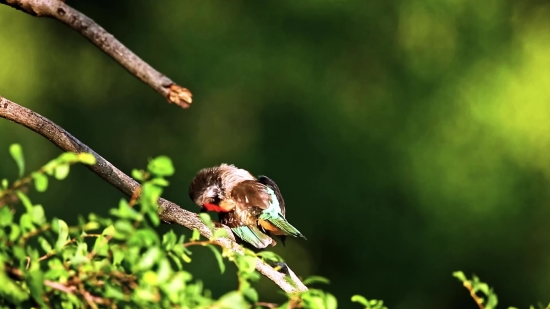 Free Stock Clips, Fly, Insect, Arthropod, Invertebrate, Wildlife