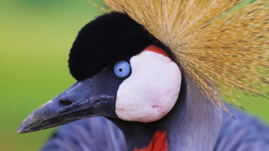 Free Stock Cooking Videos, Crane, Wading Bird, Aquatic Bird, Bird, Beak
