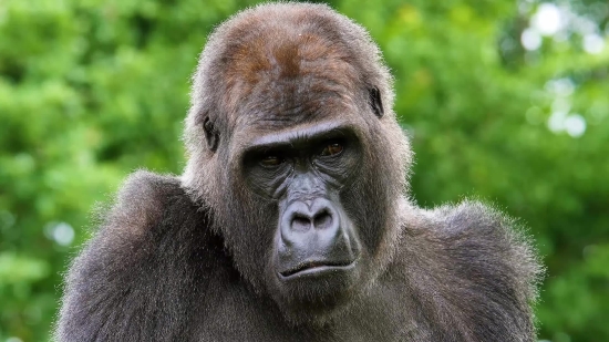 Free Stock Video Background Loops, Gorilla, Ape, Primate, Monkey, Wildlife