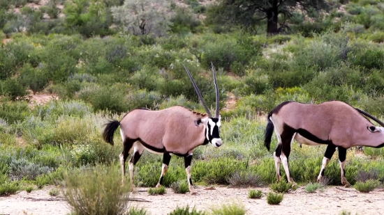 Free Stock Video Rain, Gazelle, Antelope, Ruminant, Wildlife, Wild