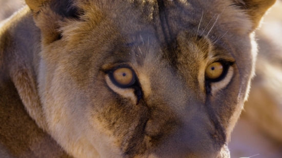 Free Stock Video Videezy, Lion, Big Cat, Feline, Cat, Predator