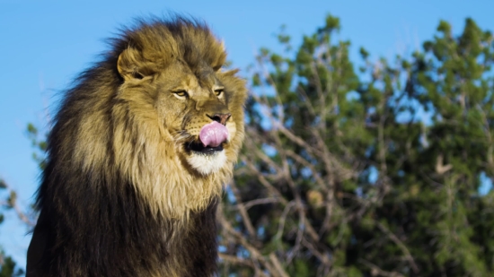 Free Stock Video Water, Lion, Feline, Predator, Big Cat, Cat