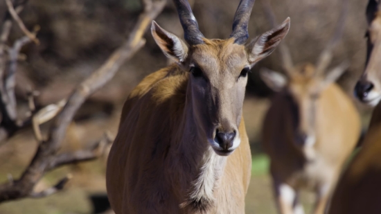Free Video Clips Sites, Impala, Antelope, Ruminant, Wildlife, Deer