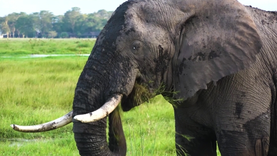 Free Video Download No Copyright No Watermark, Tusker, Elephant, Mammal, Safari, Wildlife