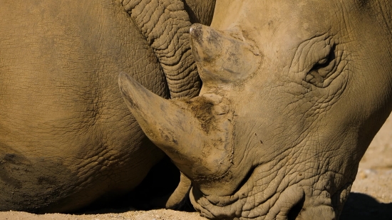Free Video Footage Download Sites, Rhinoceros, Odd-toed Ungulate, Ungulate, Mammal, Placental