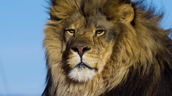 Free Video Footage Nature, Predator, Lion, Feline, Cat, Wildlife