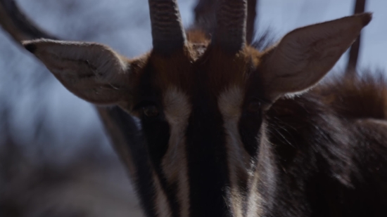 Free Video Footage Pexels, Primate, Monkey, Ape, Gibbon, Wildlife