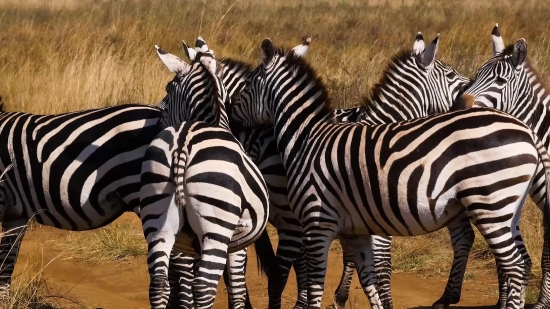 Free Video Romantic, Zebra, Equine, Ungulate, Wildlife, Safari