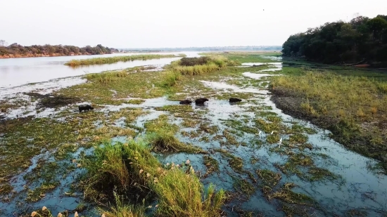 Free Videos For Video Making, Landscape, Water, Forest, Swamp, River