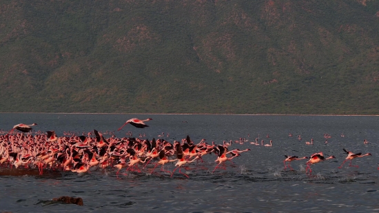 Free Videos To Upload In Youtube, Flamingo, Wading Bird, Aquatic Bird, Beach, Bird