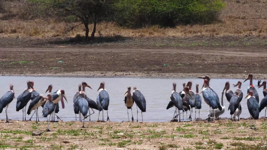 Full Hd 1920x1080 Bollywood Video Songs Free Download, Crane, Wading Bird, Aquatic Bird, Bird, Stork