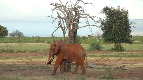 Funny Clips For Video Editing Download, Elephant, Mammal, Tusker, Horse, Grass