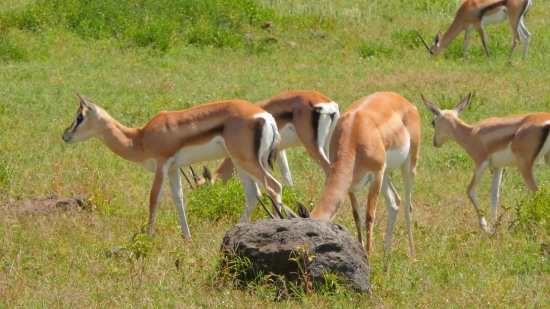 Funny Clips For Youtube Video Download, Gazelle, Antelope, Ruminant, Wildlife, Deer