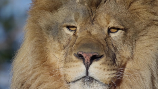 Funny Football Clips, Lion, Big Cat, Feline, Cat, Predator