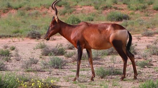 Funny Meme Clips For Video Editing, Antelope, Ruminant, Horse, Grass, Wildlife