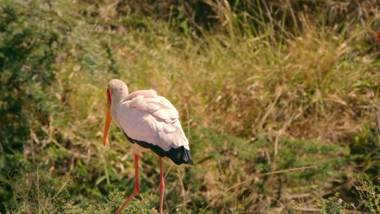 Funny Video Clips Download For Youtube, Stork, Wading Bird, Aquatic Bird, Bird, Ibis