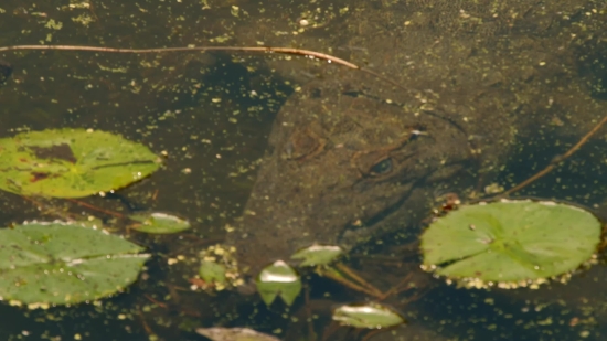 Funny Video Editing Sound Effects, Water Snake, Snake, Water, Reptile, Common Duckweed