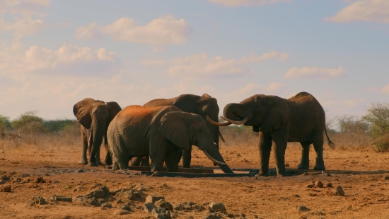 Funny Video Short Clip Download, Elephant, Mammal, Safari, Wildlife, Wild