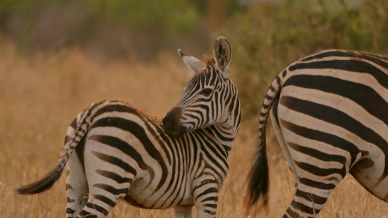 Funny Videos Free Download No Copyright, Zebra, Equine, Ungulate, Safari, Wildlife