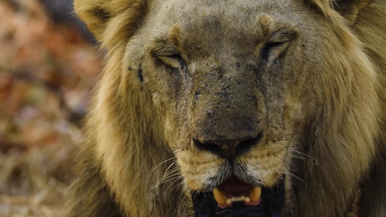 Funny Zoom Video Backgrounds Free, Predator, Lion, Feline, Cat, Wildlife