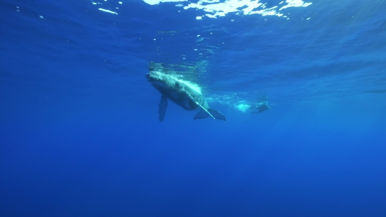Funnyclips, Great White Shark, Shark, Ocean, Sea, Water