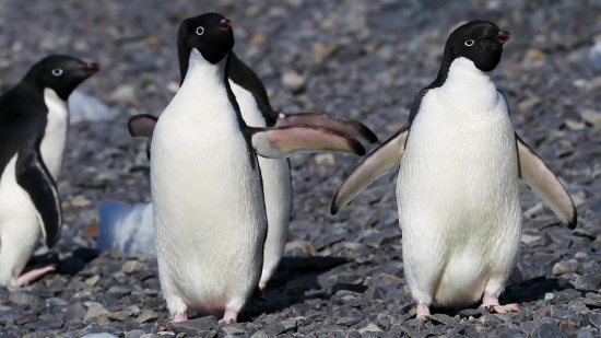 Garden Video Free Download, King Penguin, Penguin, Seabird, Bird, Wildlife