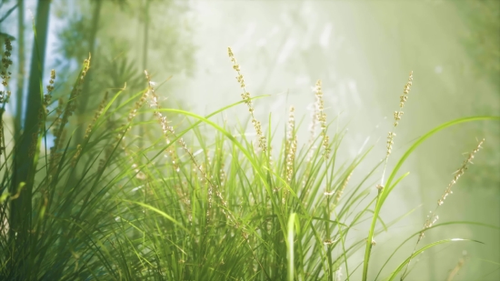 Get Copyright Free Videos, Wheat, Cereal, Field, Grass, Summer