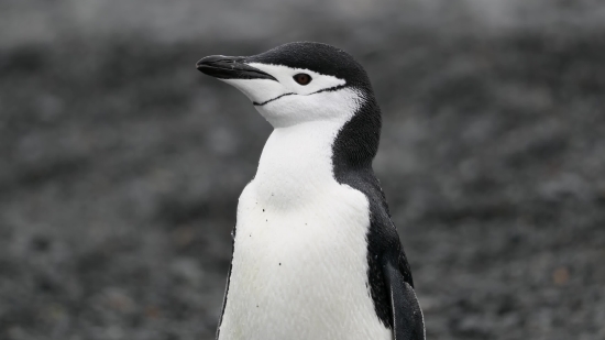 Green Screen Animal Video Free Download, Albatross, Seabird, Bird, Aquatic Bird, Wildlife