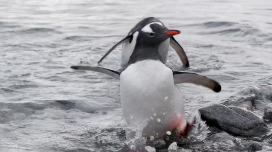 Green Screen Animals Video Clips Free Download, Auk, Seabird, Bird, Aquatic Bird, Penguin