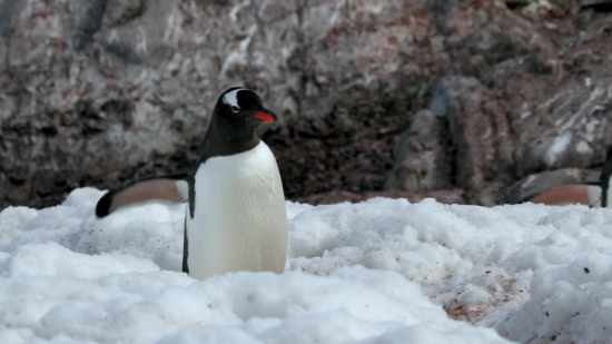 Green Screen Template Video Download, King Penguin, Penguin, Seabird, Bird, Aquatic Bird