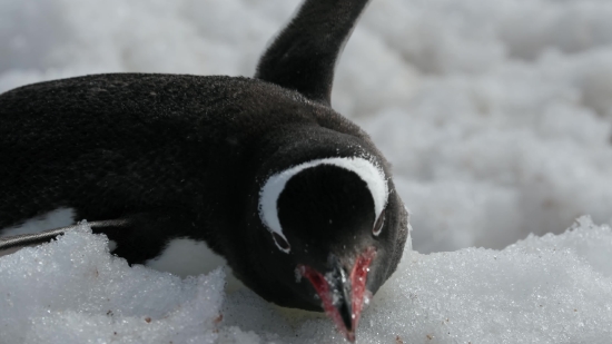Green Screen Thunder Effect Video Download, Penguin, King Penguin, Seabird, Bird, Wildlife