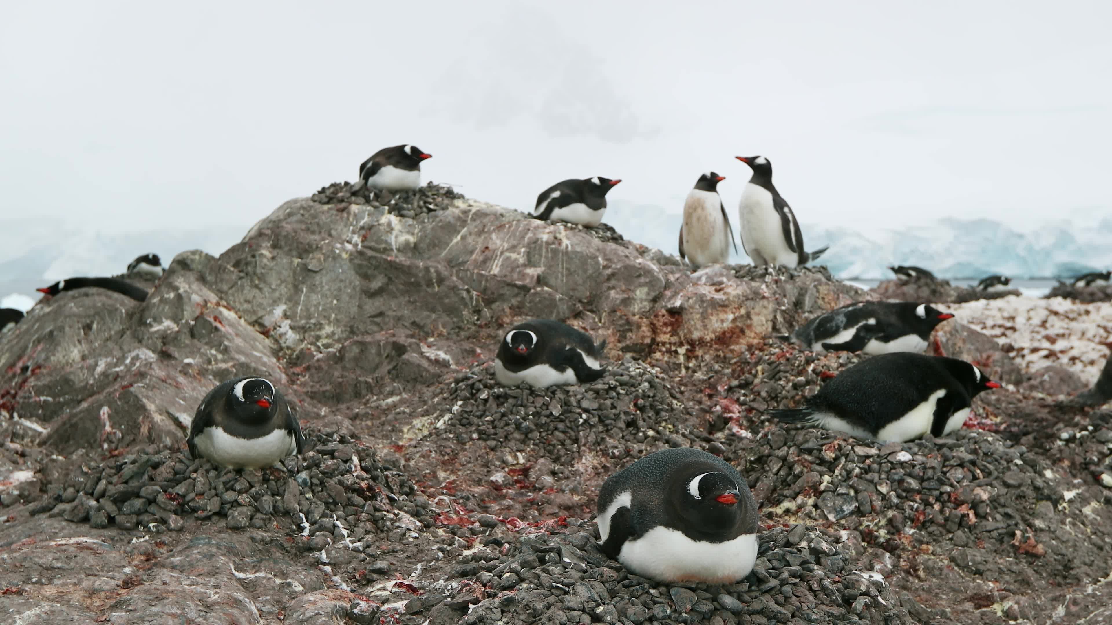 Green Screen Video Clips Free Download, Auk, Seabird, Aquatic Bird, Bird, Wildlife