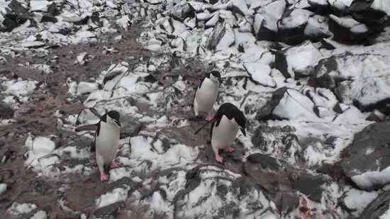 Green Screen Video Download For Youtube, King Penguin, Penguin, Seabird, Bird, Aquatic Bird