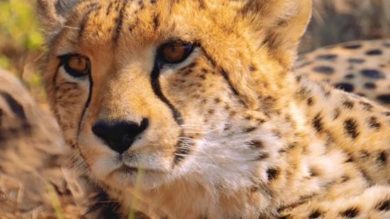 Ink Drop Effect Video, Cheetah, Big Cat, Feline, Cat, Predator