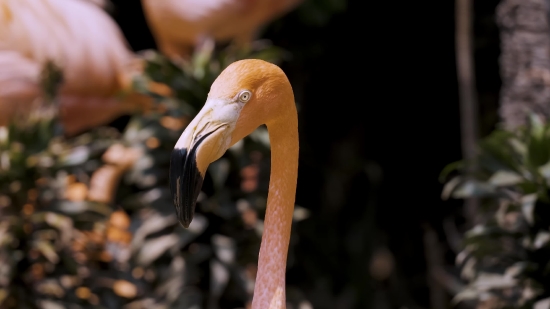Instagram Reels Link Download, Flamingo, Wading Bird, Bird, Aquatic Bird, Beak