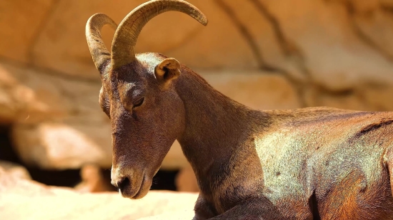 Islamic Video Background Hd, Ibex, Wild Goat, Goat, Wildlife, Deer