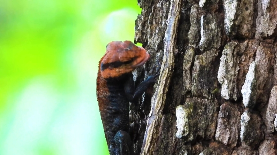 Istock Free Download Video, Lizard, Tree, Bark, Wood, Forest