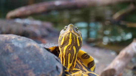 Kannada Janapada Dj Song, Terrapin, Turtle, Reptile, Wildlife, Eye