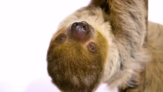 Karaoke Background Video Free Download, Three-toed Sloth, Sloth, Mammal, Monkey, Wildlife