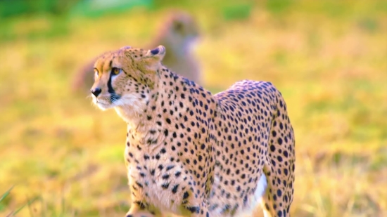 Khesari Lal Yadav Bhojpuri Song 2022, Cheetah, Big Cat, Feline, Wildlife, Cat