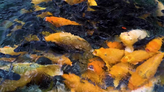 Kine Master Background, Goldfish, Food, Meal, Natural, Dish