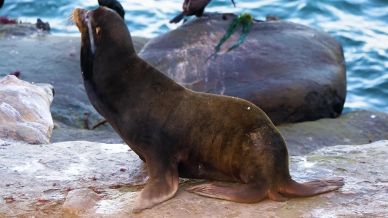 Kinemaster Love Background Video Effects Free Download, Sea Lion, Eared Seal, Seal, Water, Wildlife