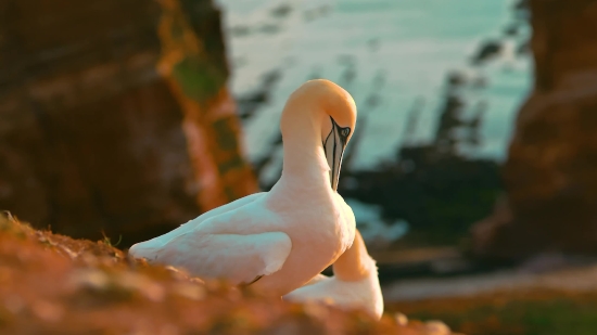 Kinemaster Video Border Download, Gull, Bird, Dove, Seabird, Coastal Diving Bird