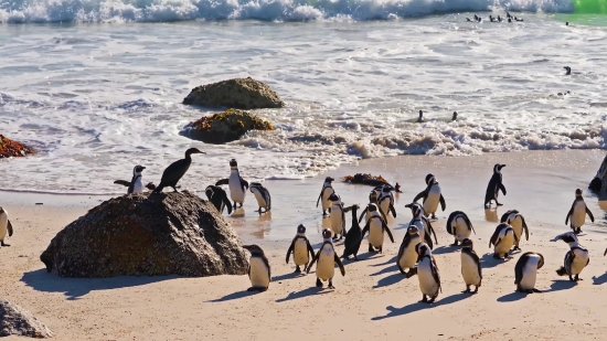 Laughing Clip Download, Beach, King Penguin, Penguin, Sand, Ocean