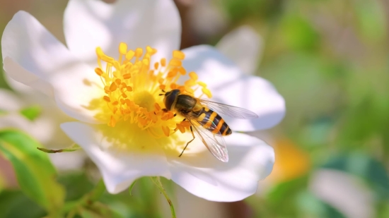 Live Wallpaper Pc Download Free, Worker, Insect, Arthropod, Invertebrate, Flower