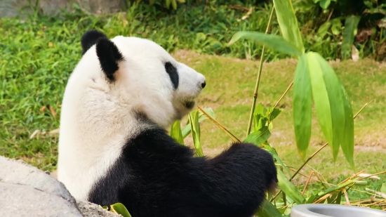 Love Video Background Download, Giant Panda, Mammal, Wildlife, Bear, Wild